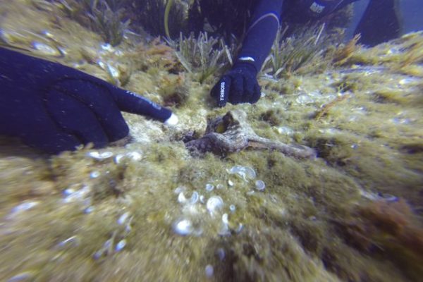 DCIM100GOPRO