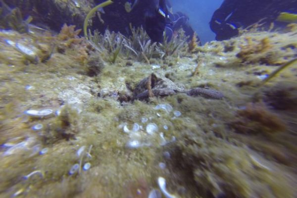 DCIM100GOPRO