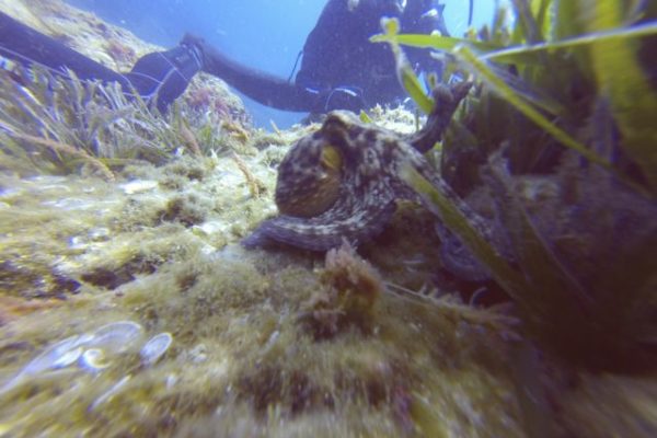 DCIM100GOPRO