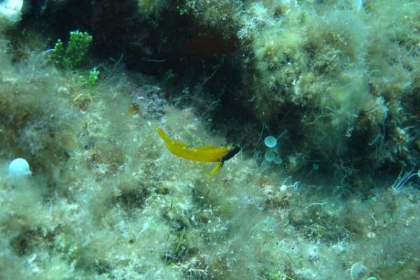 Triptérygion jaune, acétabulaires, padines, caulerpe racemosa, algue dictyote jaune