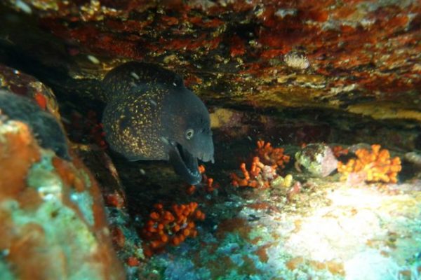 Murène et faux corail