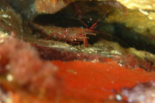 Crevette nettoyeuse rouge, spécialiste du nettoyage de la gueule des murènes.