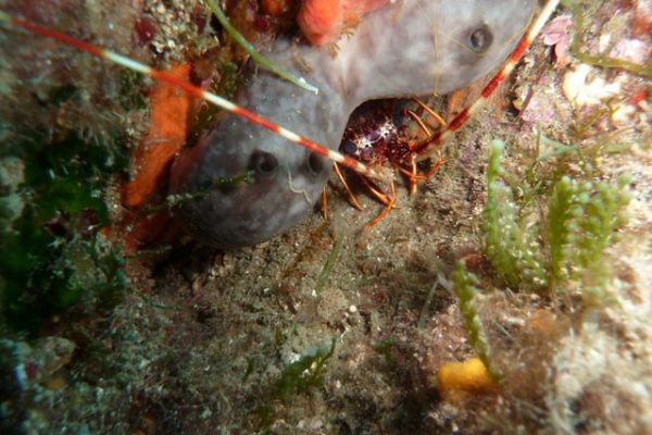 Langouste  sous une éponge rognon. L'algue est une caulerpe racemosa et il y a un morceau de dentelle de Neptune.