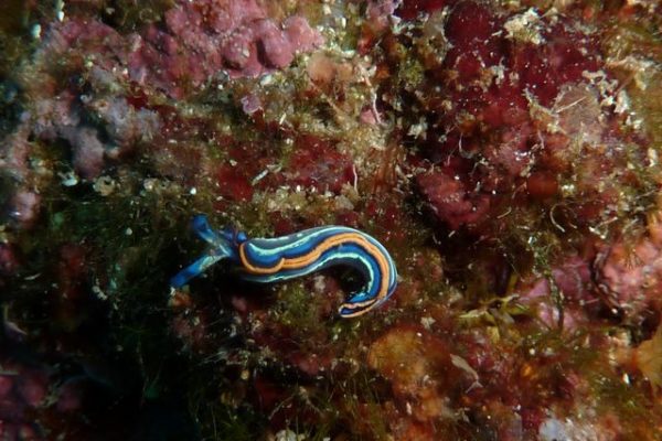 Thuridille de Hope (nudibranche)