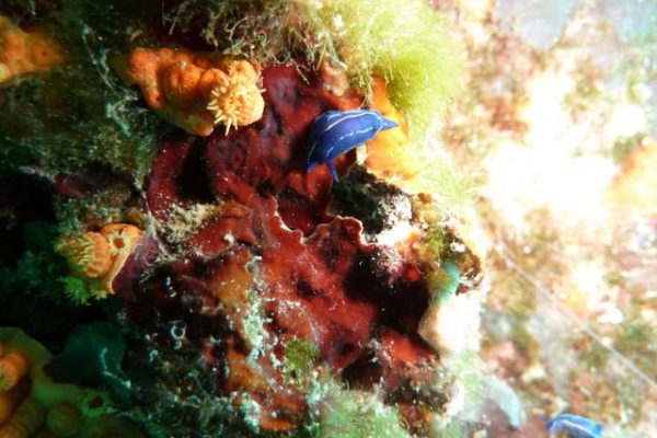Doris céleste sur une algue coralligène, madrépore bouton d'or et algue verte gazonnante.