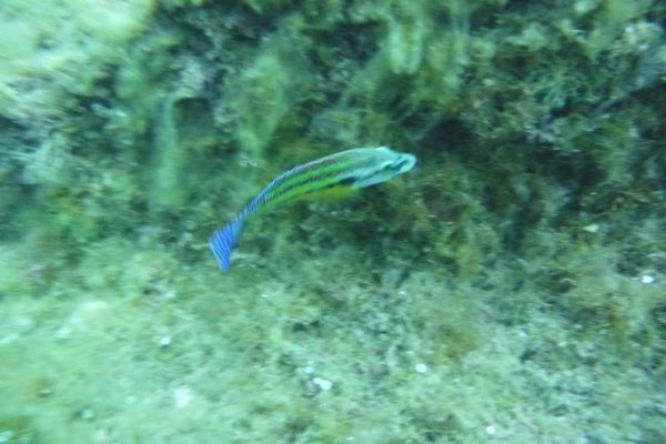 Crénilable paon mâle