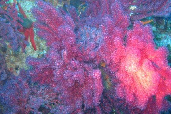 Gorgone rouge et étoile de mer