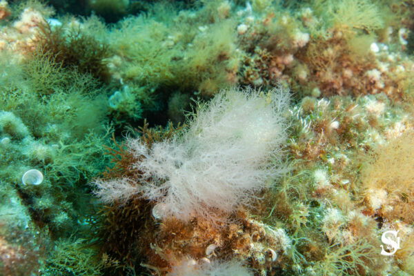 Hyeres23 (103)