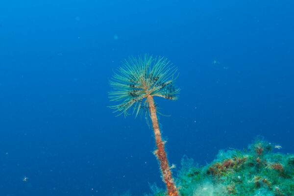 Hyeres23 (109)