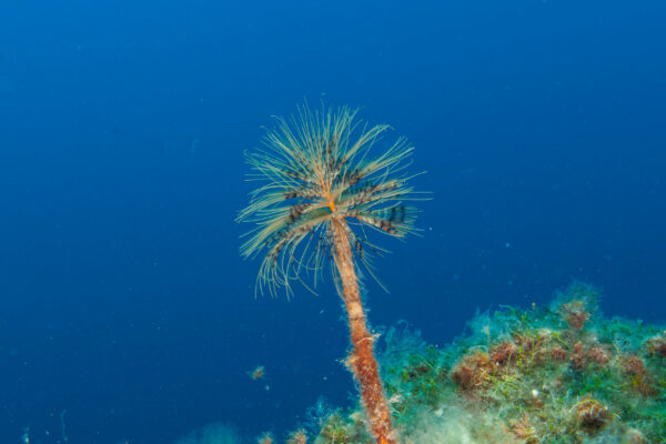 Hyeres23 (110)