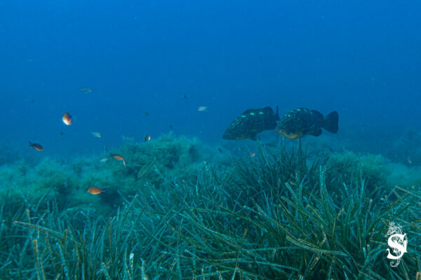 Hyeres23 (114)