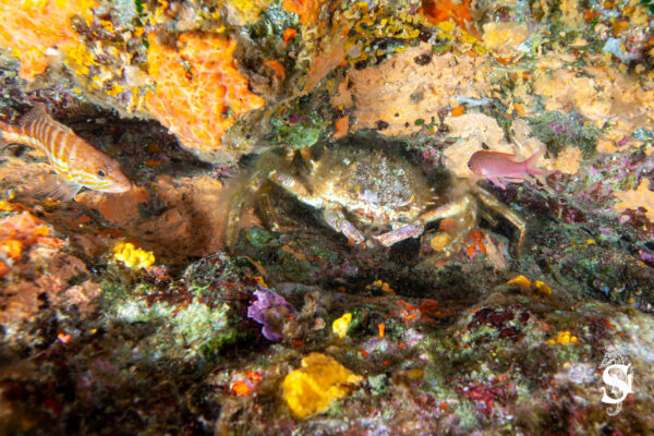 Hyeres23 (119)