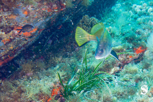 Hyeres23 (138)
