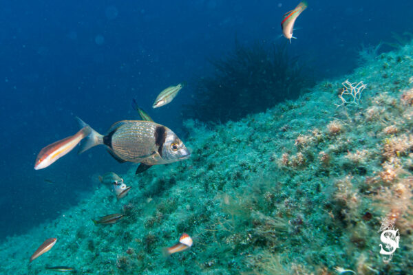 Hyeres23 (148)