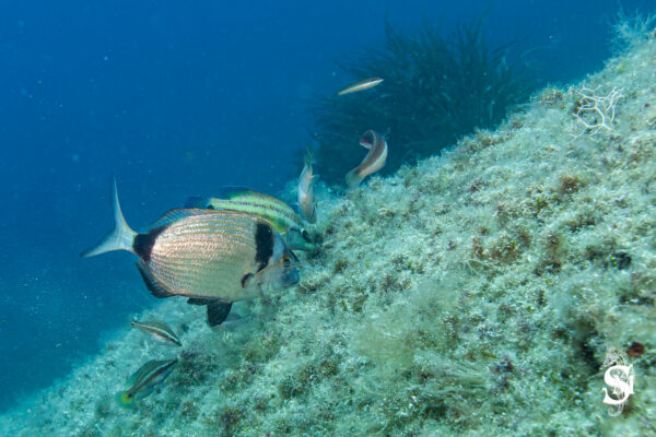 Hyeres23 (150)