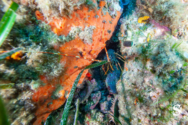 Hyeres23 (25)