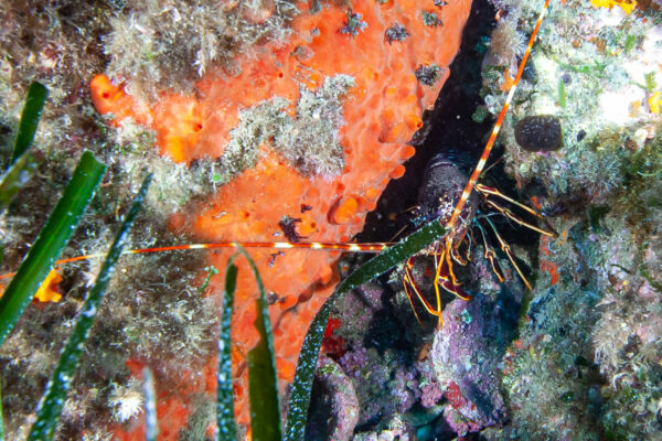 Hyeres23 (26)