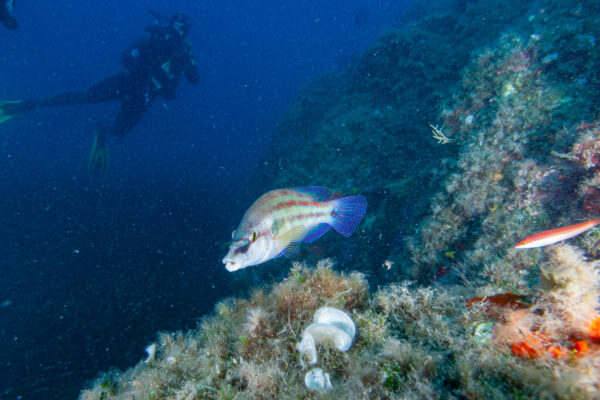 Hyeres23 (32)