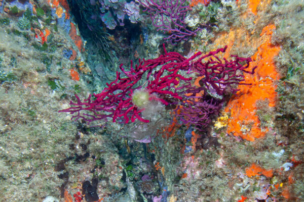 Hyeres23 (37)