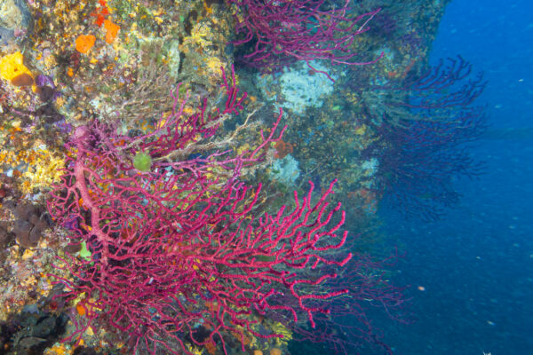 Hyeres23 (38)