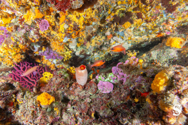 Hyeres23 (39)