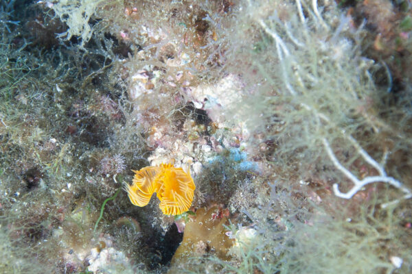 Hyeres23 (4)