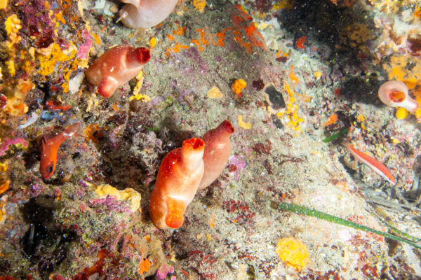 Hyeres23 (40)