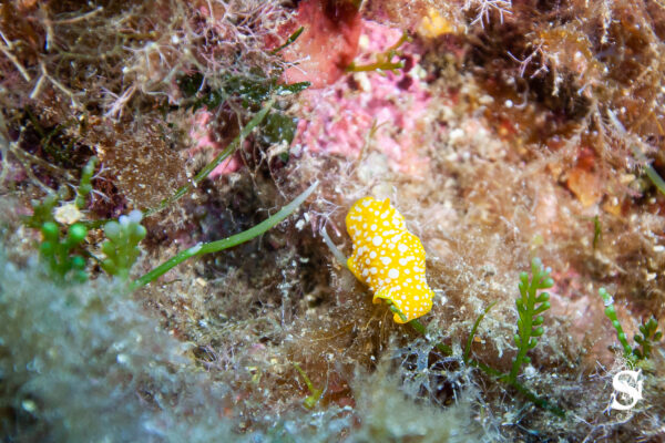 Hyeres23 (5)
