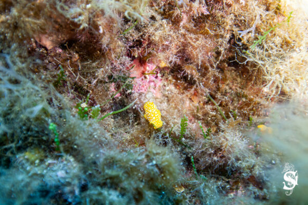 Hyeres23 (6)