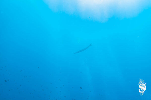 Hyeres23 (62)