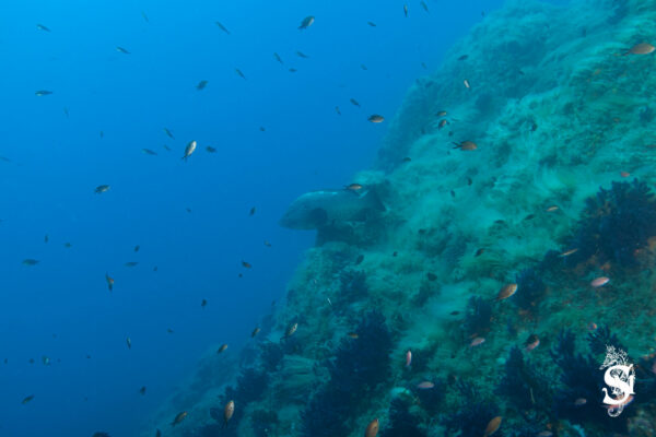 Hyeres23 (70)