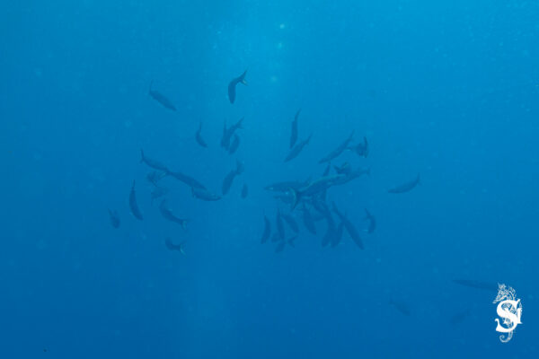 Hyeres23 (74)