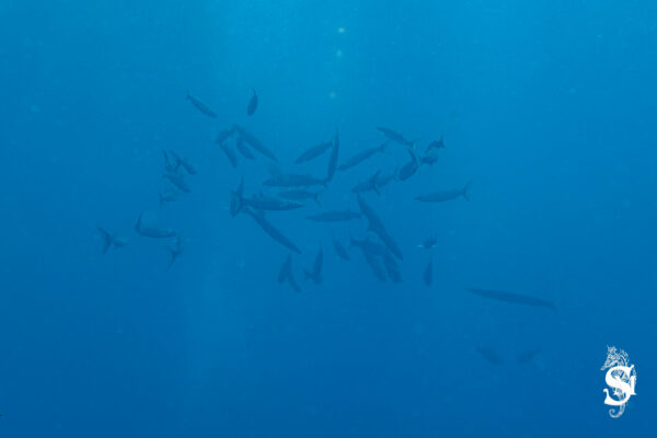 Hyeres23 (75)