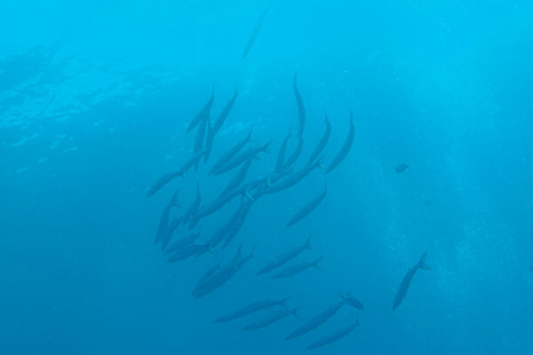 Hyeres23 (76)
