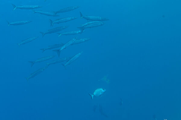 Hyeres23 (81)