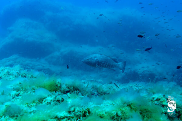 Hyeres23 (82)