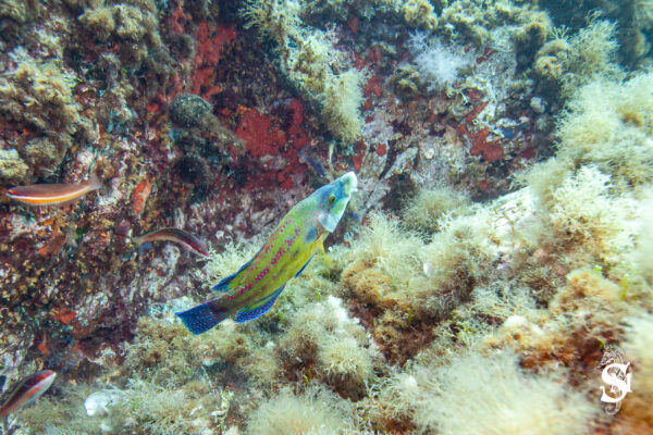 Hyeres23 (9)