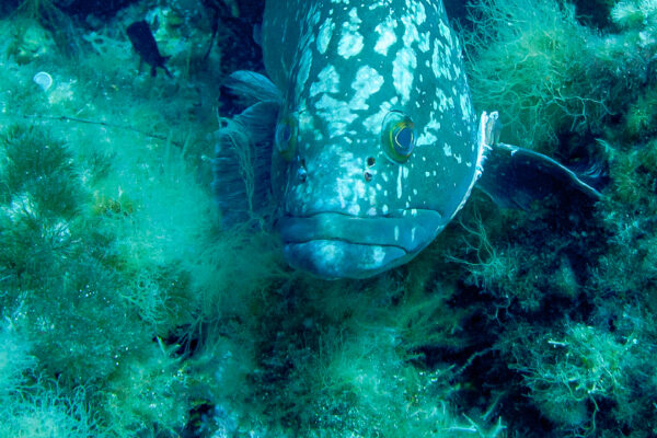 Hyeres23 (90)