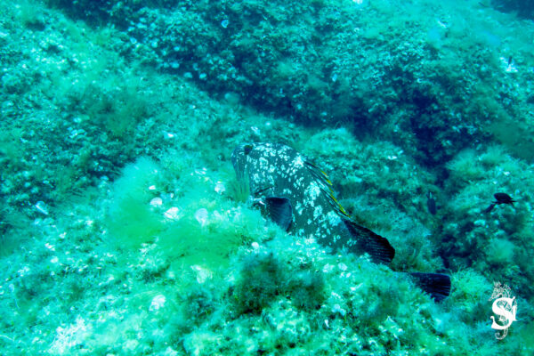 Hyeres23 (92)